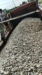 江门鹅卵石5-8cm污水处理鹅卵石滤料出厂价格图片2