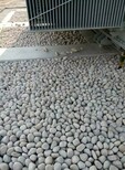 汕尾5-8cm鹅卵石配电室滤油鹅卵石出厂价格图片1