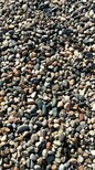 八公山鹅卵石滤料大型鹅卵石草坪点缀供应商图片5