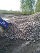 包河5-8cm鹅卵石变电站用垫底鹅卵石生产厂家图片