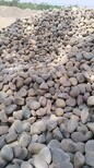 湖州鹅卵石滤料变电站鹅卵石品种/销售图片4