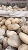 河源5-8cm鵝卵石米黃色鵝卵石電力部門專用卵石生產供應商