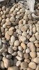 岳陽5-8cm鵝卵石米黃色鵝卵石電力部門專用卵石生產基地