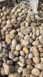 广德县鹅卵石滤料米黄色鹅卵石变压器滤油池鹅卵石矿农图片1