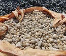 利辛县鹅卵石滤料米黄色鹅卵石变压器滤油池鹅卵石品种/销售图片