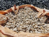 祁门县5-8cm鹅卵石米黄色鹅卵石变压器滤油池鹅卵石生产供应商图片0