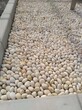 铜官山5-8cm鹅卵石米黄色鹅卵石变压器滤油池鹅卵石生产厂家图片