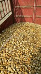 芜湖县5-8cm鹅卵石米黄色鹅卵石变压器滤油池鹅卵石供应商图片2
