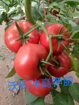 番茄水溶肥，8%-16%-36%，不含激素不裂果，增產(chǎn)50%
