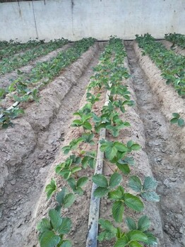 河北幕田草莓定植水溶肥，氮磷钾30-20-10+TE，低温生根壮秧，预防病害，改良土壤