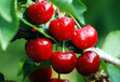 河北幕田樱桃膨果专用水溶肥，氮磷钾总含量14-6-40+TE，不软果，进口工艺进口原料