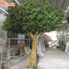 大型仿真橄欖樹定制北京賣仿真樹的室內仿真橄欖樹批發