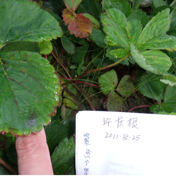 殺菌劑農(nóng)藥速凈廠家批發(fā)價格