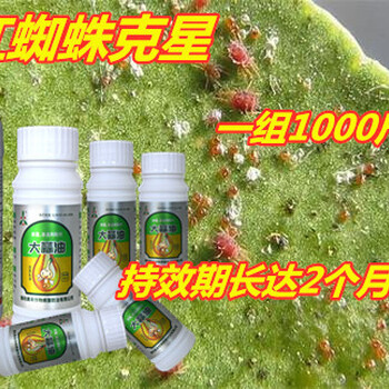 沃柑红蜘蛛的新型杀虫药木吉安苦参碱使用办法和效果分析