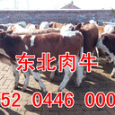 吉林哪里有小牛犢出售東北肉牛養(yǎng)牛場(chǎng)在哪里