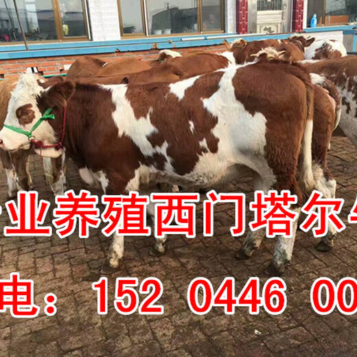 吉林肉牛犊出售信息吉林省肉牛养殖基地东北西门塔尔牛