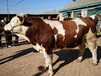 甘肃省二岁西门塔尔牛基础母牛的价格