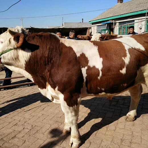 贵州省黔南州紫花四五百斤的西门塔尔牛的价格