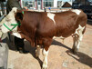 湖北省三四百斤西门塔尔牛的价格