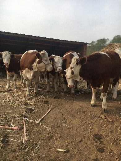 四川省自贡市纯种二岁西门塔尔牛基础母牛的价格