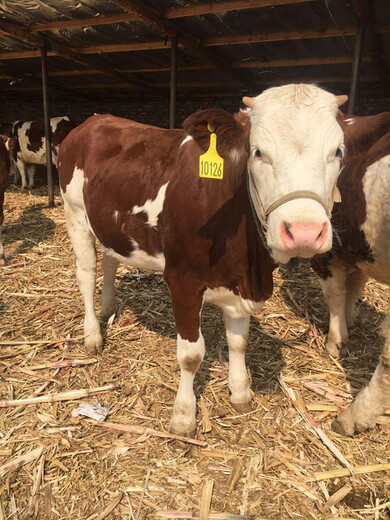 贵州省铜仁地区纯种二岁西门塔尔牛基础母牛的价格