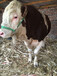 湖北省二岁西门塔尔牛基础母牛的价格
