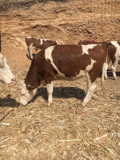 四川省甘孜州红花西门塔尔牛犊子的价格