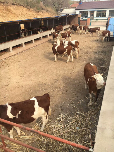 黑龙江省三四百斤西门塔尔牛的价格