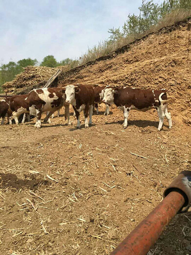 四川省眉山市红花四五百斤的西门塔尔牛的价格