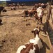 辽宁省大型西门塔尔牛养殖场二岁西门塔尔牛基础母牛的价格紫红花的