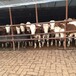 云南省曲靖市大型西门塔尔牛养殖场六百斤西门塔尔牛苗价格紫红花的