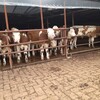 四川省眉山市大型西門塔爾牛養殖場五百斤西門塔爾牛苗價格要體型好的