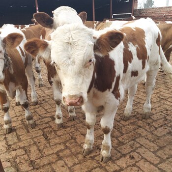 江苏省大型西门塔尔牛养殖场四五百斤的西门塔尔牛的价格要体长胸宽的