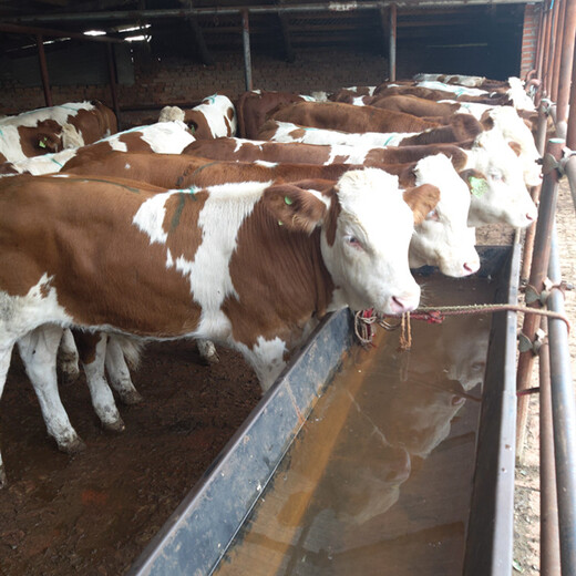 山西省西门塔尔牛养殖场400斤西门塔尔小牛价格要体长胸宽的
