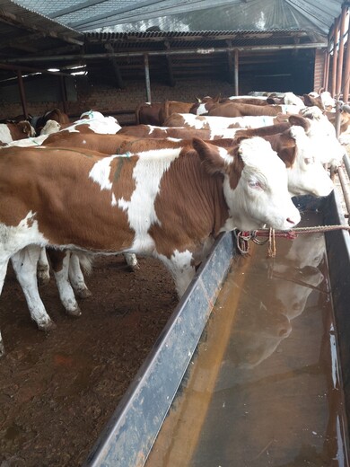 云南省玉溪市肉牛养殖基地西门塔尔牛犊子价格要体型好的