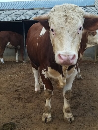 安徽省大型西门塔尔牛养殖场西门塔尔牛犊子价格紫红花的
