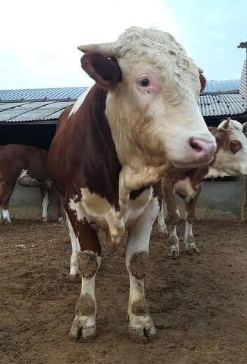 甘肃省西门塔尔牛养殖场三四百斤西门塔尔牛的价格要体长胸宽的