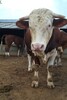 四川省涼山州西門塔爾牛養殖場西門塔爾牛苗價格要體型好的
