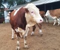海南省大型西门塔尔牛养殖场二岁西门塔尔牛基础母牛的价格紫红花的