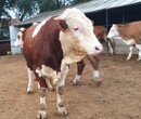 黑龙江省大型西门塔尔牛养殖场二岁西门塔尔牛基础母牛的价格要体长胸宽的图片