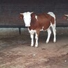 云南省德宏州大型西门塔尔牛养殖场西门塔尔牛苗价格要体型好的