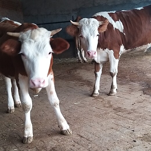 新疆肉牛养殖场四百斤西门塔尔牛苗价格要体长胸宽的