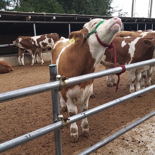 甘肃省大型西门塔尔牛养殖场六百斤西门塔尔牛苗价格要体长胸宽的