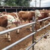 云南省德宏州肉牛养殖基地四百斤西门塔尔牛苗价格紫红花的