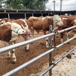 浙江省肉牛养殖场400斤西门塔尔小牛价格要体长胸宽的图片