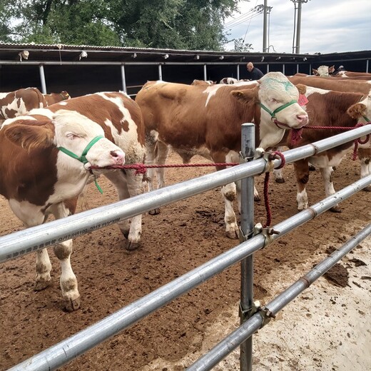 山东省西门塔尔牛养殖场西门塔尔牛犊子价格要体长胸宽的