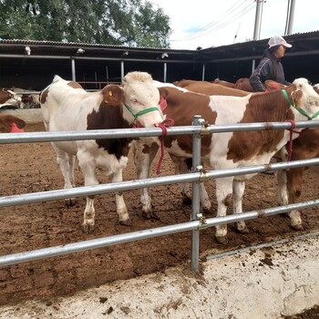 宁夏西门塔尔牛养殖场四五百斤的西门塔尔牛的价格紫红花的