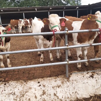 吉林省西门塔尔牛养殖场西门塔尔牛犊子价格要体长胸宽的