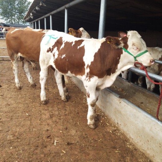新疆大型西门塔尔牛养殖场四五百斤的西门塔尔牛的价格要体长胸宽的