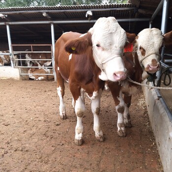 山西省大型西门塔尔牛养殖场五百斤西门塔尔牛苗价格要体长胸宽的